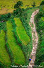 Sapa rice terrace field